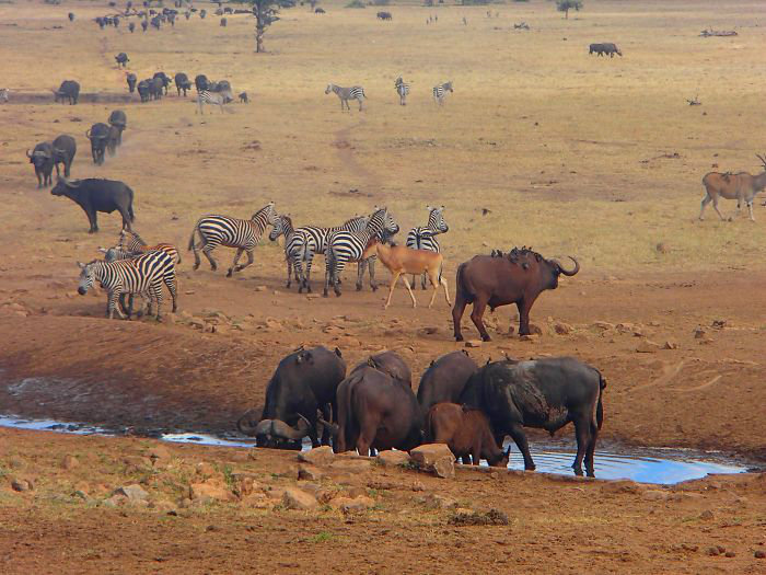man-brings-water-wild-animals-kenya-16-58aac704e53f2__700