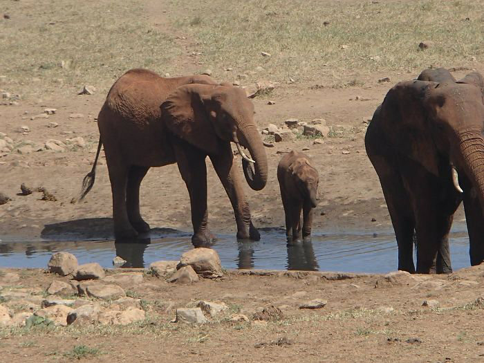 man-brings-water-wild-animals-kenya-19-58aac70defc68__700