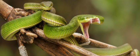 ۵ قابلیت و توانایی شگفت انگیز مارها که شما را متحیر خواهند ساخت