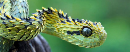 ۱۰ سم مهلکی که برای کشتن انسان مورد استفاده قرار می گرفته اند