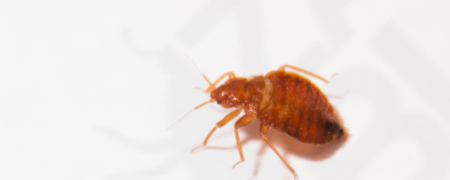 نشانه های هشدار دهنده ای که شما را از وجود «ساس» آگاه می کنند