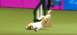 خطای خنده دار و دیدنی سگی از نژاد جک راسل در مسابقات ورزشی سگ ها [تماشا کنید]