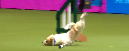 خطای خنده دار و دیدنی سگی از نژاد جک راسل در مسابقات ورزشی سگ ها [تماشا کنید]