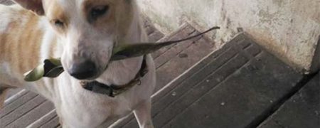 سگ ولگردی که در قبال دریافت غذا به مردم هدیه می دهد [تماشا کنید]