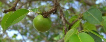 با «سیبچه مرگ»، خطرناک ترین درخت سمی جهان آشنا شوید