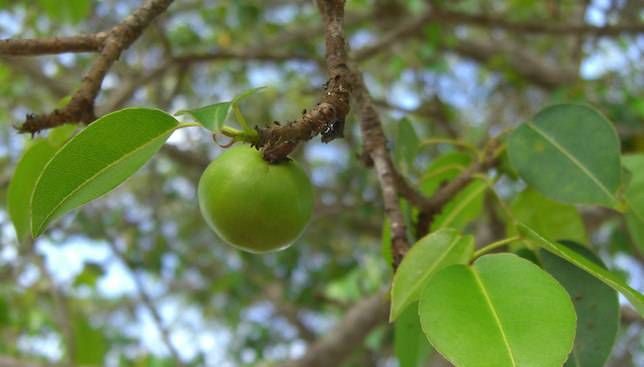 با «سیبچه مرگ»، خطرناک ترین درخت سمی جهان آشنا شوید