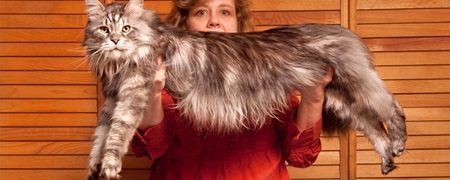 ۱۰ نمونه از بزرگ ترین حیوانات خانگی که باور نمی کنید واقعی باشند