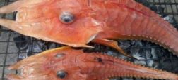 صید ماهی عجیب الخلقه و حیرت آور توسط ماهیگیر استرالیایی