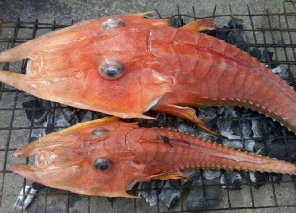 صید ماهی عجیب الخلقه و حیرت آور توسط ماهیگیر استرالیایی