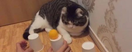 گربه ای که با حدس های درست خود نشان می دهد از انسان باهوش تر است [تماشا کنید]