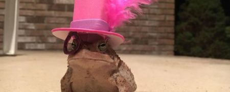 مردی که برای وزغ های باغچه خود کلاه های متنوع می سازد