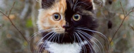 با «یانا» آشنا شوید؛ خوش ترکیب ترین گربه ای که تاکنون دیده اید