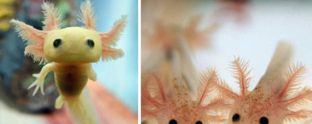 مجموعه تصاویری که توله ها و بچه های بامزه حیوانات کمیاب را نشان می دهند