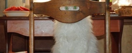 ۲۰ عکس خنده دار از گربه ها که نشان می دهند آن ها ماموران مخفی هستند