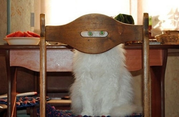 ۲۰ عکس خنده دار از گربه ها که نشان می دهند آن ها ماموران مخفی هستند