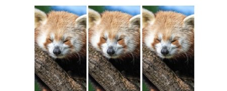 چالش: آیا می توانید بگویید کدام حیوان با بقیه تفاوت دارد؟