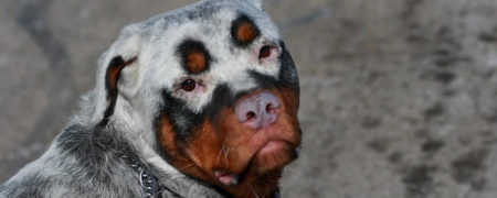 تصاویر جالب و عجیبی که حیوانات مبتلا به بیماری «پیسی» را نشان می دهند