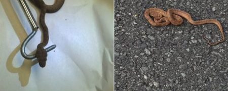 مار در هواپیما؛ خزنده خطرناک جلوی پرواز در فرودگاه نیوزلند را گرفت