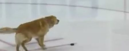 هاکی بازی کردن جالب و بامزه یک سگ روی زمین یخی و لیز [تماشا کنید]