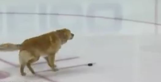 هاکی بازی کردن جالب و بامزه یک سگ روی زمین یخی و لیز [تماشا کنید]
