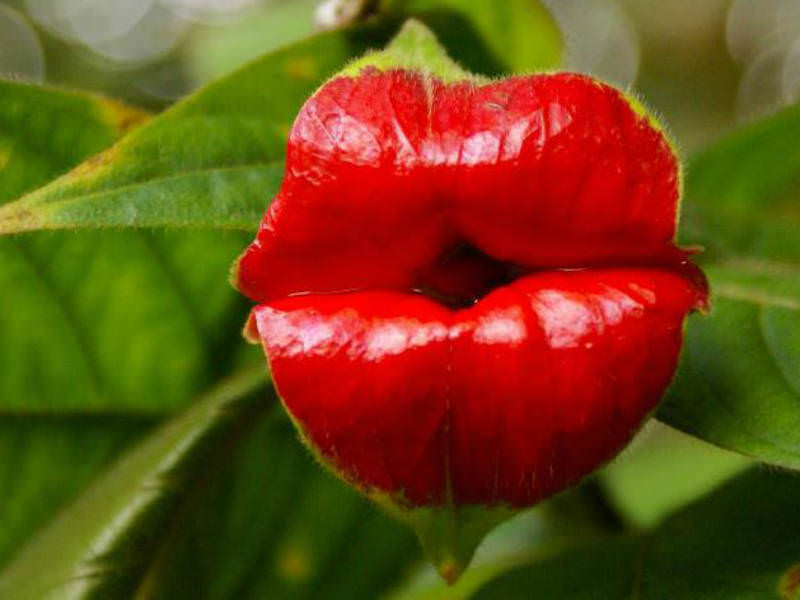 ۹ نمونه از عجیب ترین و حیرت آور ترین گل های جهان که دیدنشان شما را شگفت زده می کند