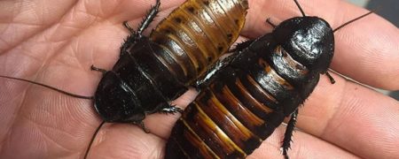 ویدیوی جالبی که ذهنیت شما درباره سوسک ها را تغییر می دهد [تماشا کنید]