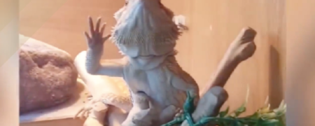 وقتی یک بزمچه برای صاحبش دست تکان می دهد [تماشا کنید]