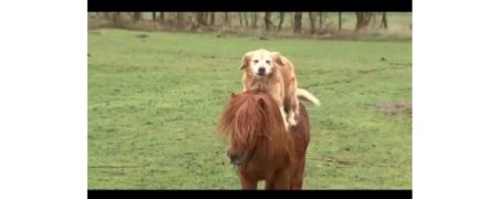 دوستی بسیار جالب یک اسب پاکوتاه و سگ [تماشا کنید]