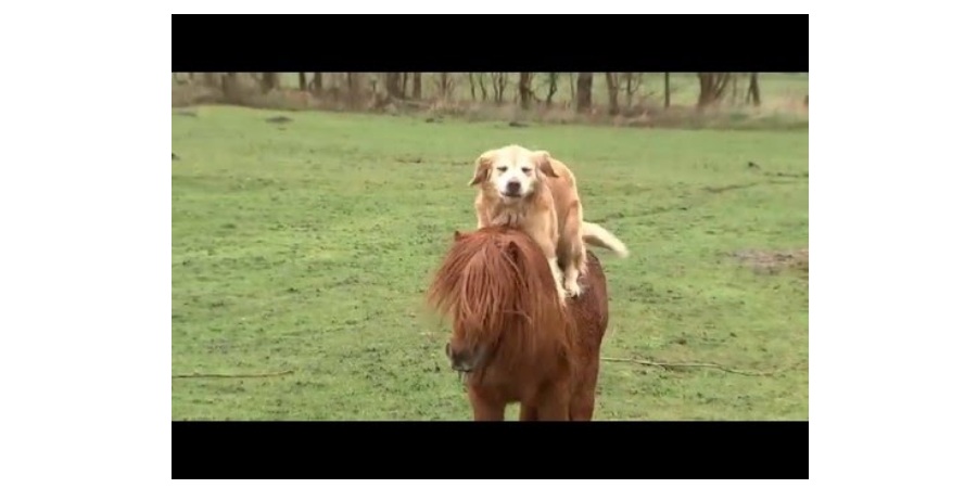 دوستی بسیار جالب یک اسب پاکوتاه و سگ [تماشا کنید]