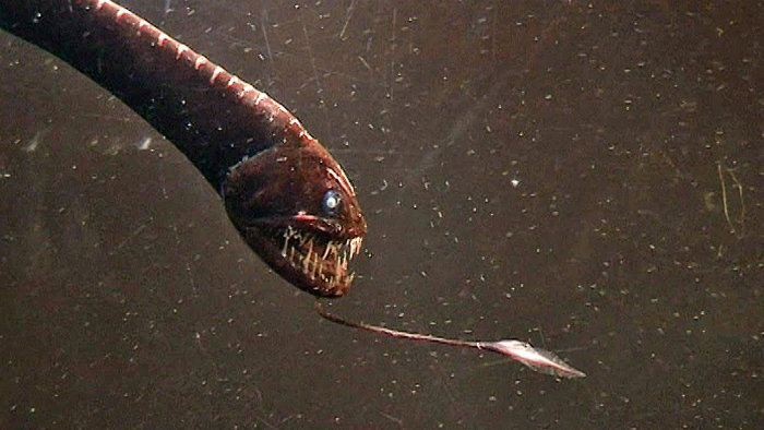 ۱۰ نمونه از ترسناک ترین و عجیب ترین مخلوقات اعماق اقیانوس که دیدنشان شما را به حیرت وا می دارد