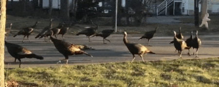 ویدیویی عجیب که پر مخاطب شد؛ چرخیدن دسته ای از بوقلمون ها به دور یک گربه مرده [تماشا کنید]