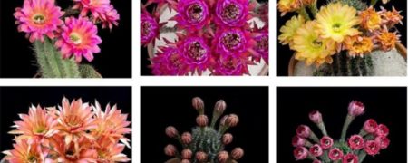 ۸ تصویر متحرک بسیار زیبا از لحظه شکوفایی گل روی کاکتوس توتیا