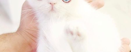 با پم پم آشنا شوید؛ گربه ای که چشمانش شما را مسحور خواهد کرد