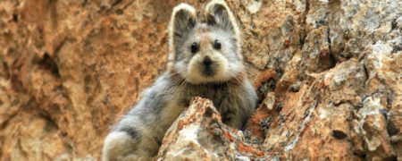 ۱۲ گونه ی جانوری نادری که احتمالا تاکنون چیزی در مورد آن ها نشنیده اید