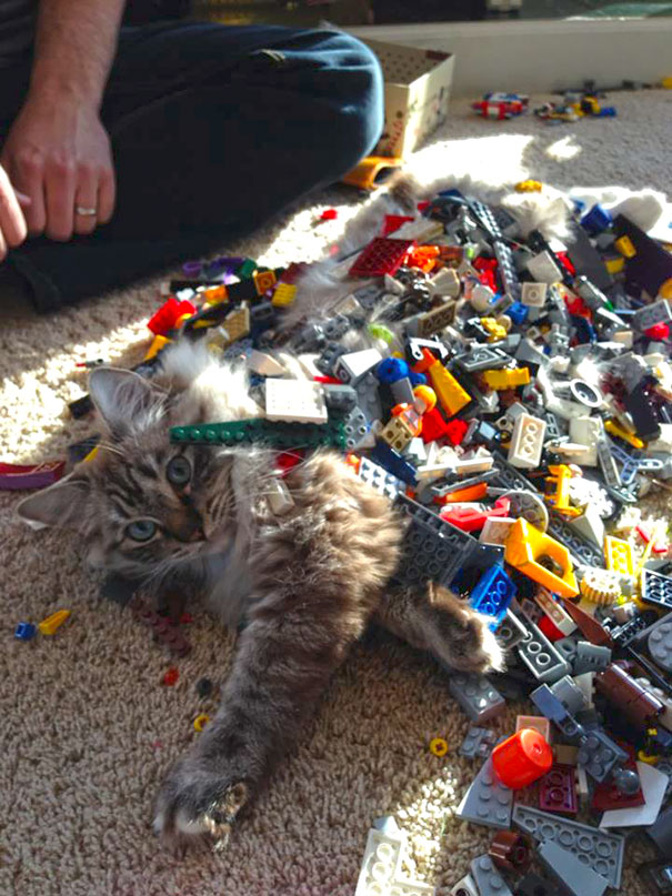 این گربه به زمینه ساخت و سازهای لگوی صاحب 5 ساله اش تبدیل شده