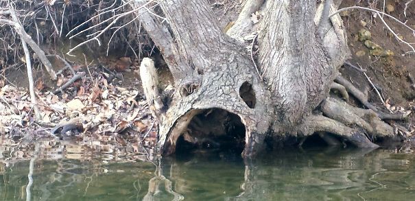 وقتی درخت از رودخانه آب می نوشد