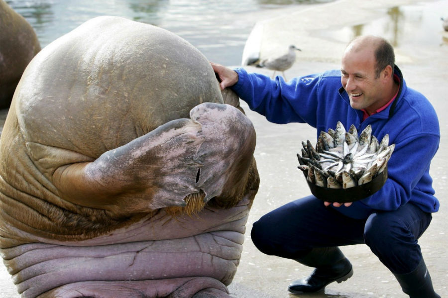والروسی (فیل دریایی) پس از دیدن کیک تولدش خجالت زده شده است. نروژ