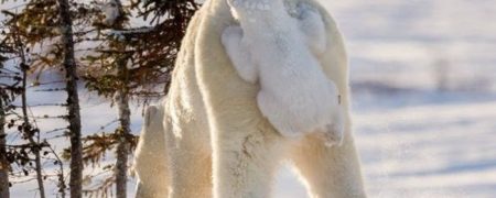 مجموعه تصاویر جالب از لحظه های خنده داری که حیوانات خلق کرده اند