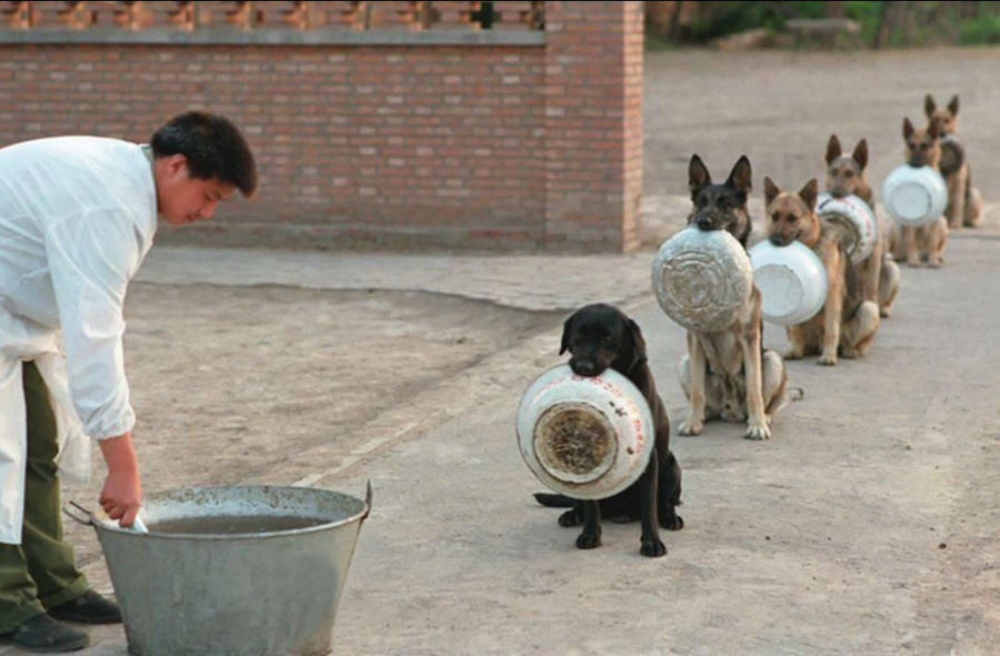 سگ های پلیس در چین در صف دریافت غذا ایستاده اند