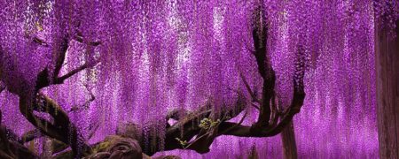 نگاهی به زیباترین درخت های زنده در گوشه و کنار جهان