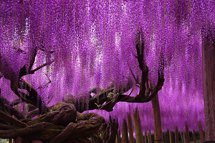 درخت 144 ساله ویستریا - ژاپن