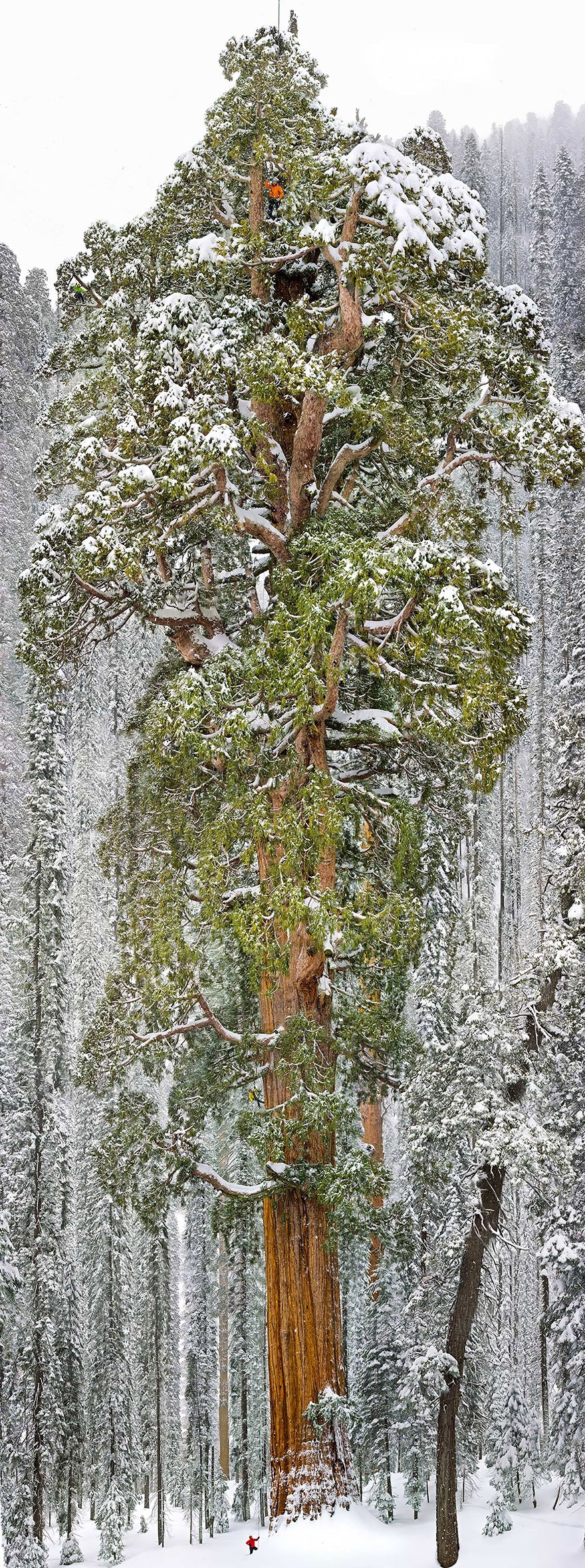 سومین درخت بلند جهان - کالیفرنیا