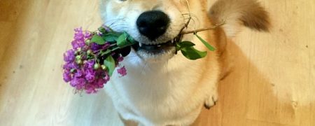 چیکو؛ سگی بامزه که همانند انسان ها آب می نوشد و نقاشی می کشد [تماشا کنید]