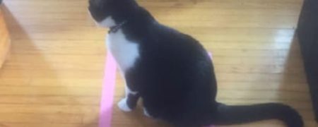 شوخی با گربه های خانگی، سرگرمی جدید کاربران توئیتر