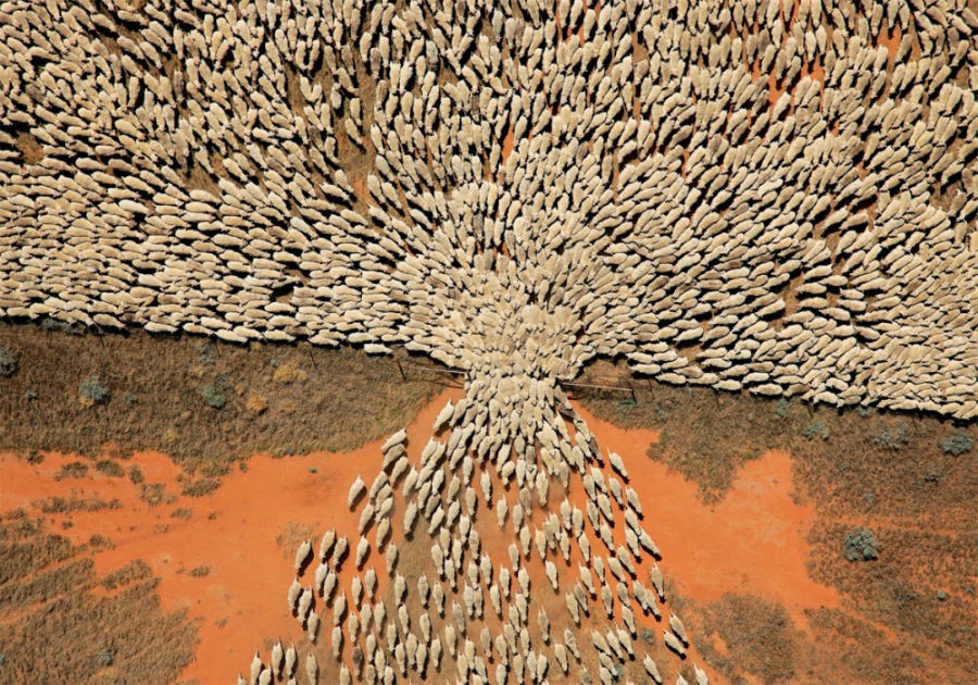 عبور گله گوسفندها از دروازه