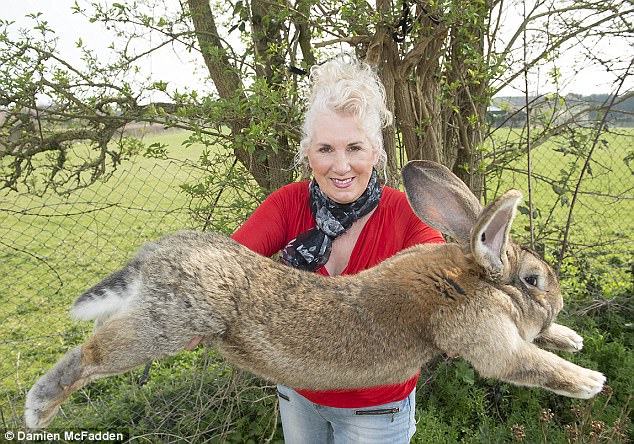کشته شدن بزرگترین خرگوش دنیا؛ نگاهی به ماجرای اسرار آمیزی که برای سیمون ۱۵ کیلویی رخ داده است