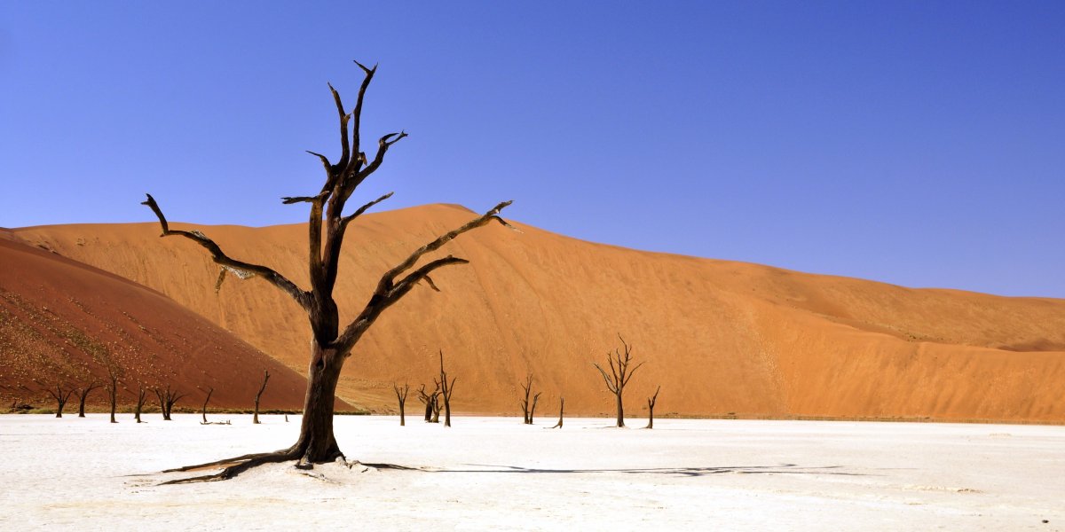 Deadvlei در نامبیا یکی از ترسناک ترین مکان های زمین به شمار می رود؛ شن های سفید و درختان اقاقیای خشک و سیاه رنگ همانند اسکلت در بیابان به نظر می رسند.
