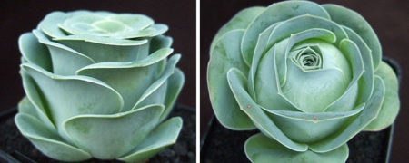 نگاهی به تصاویر کاکتوس های زیبایی که به شکل گل رز هستند