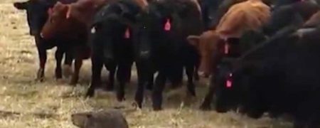 وقتی یک سگ آبی چوپان ۱۵۰ راس گاو می شود [تماشا کنید]