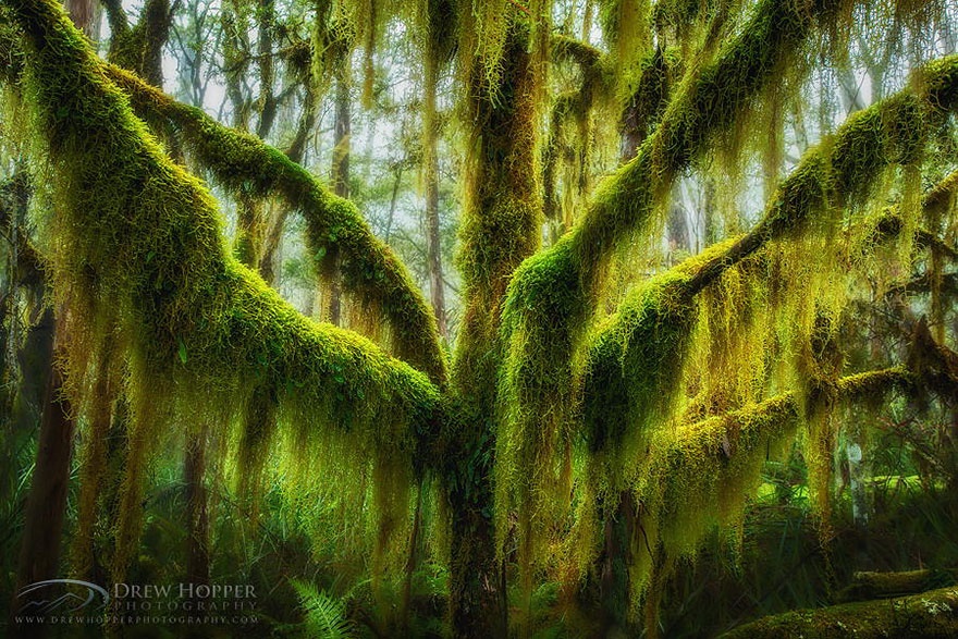 درخت راش پوشیده از خزه - اورگان، آمریکا